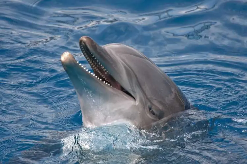 Common Bottlenose Dolphin