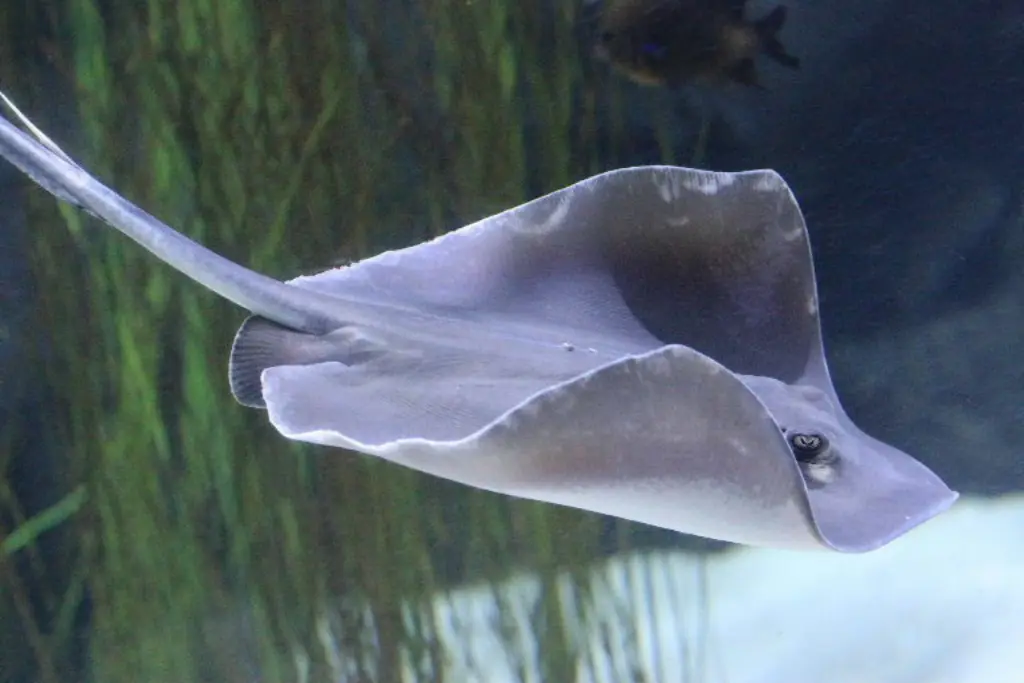 Common Stingray