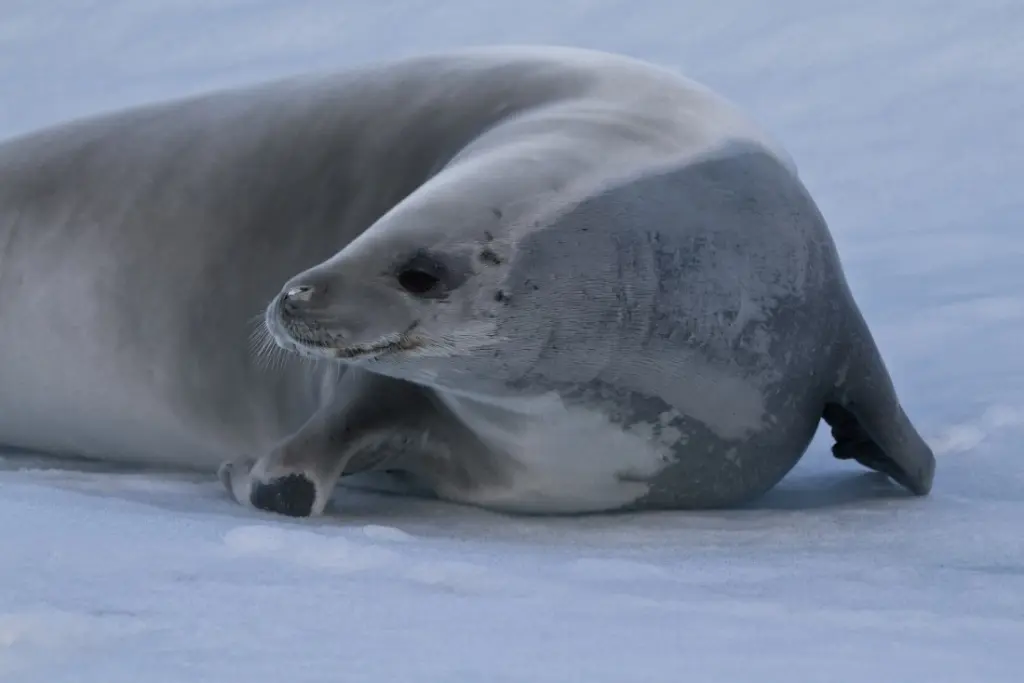 Crabeater Seal