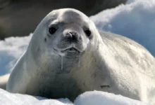 Crabeater Seal