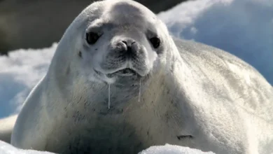 Crabeater Seal