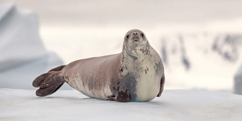Crabeater Seals