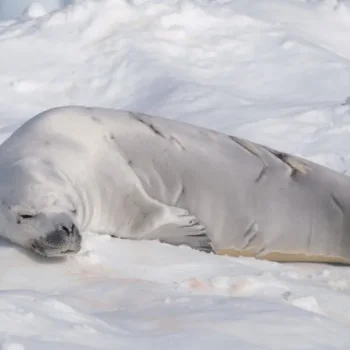 Crabeater Seals: More Than Just Crab Eaters!