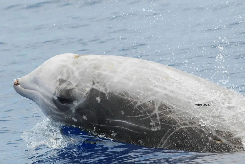 Cuvier's Beaked Whale