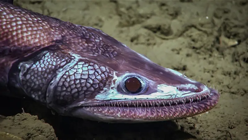 Deep-Sea Lizard Fish
