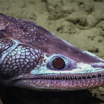 Deep-Sea Lizardfish Explained: Unveiling the Ocean’s Alien Predator