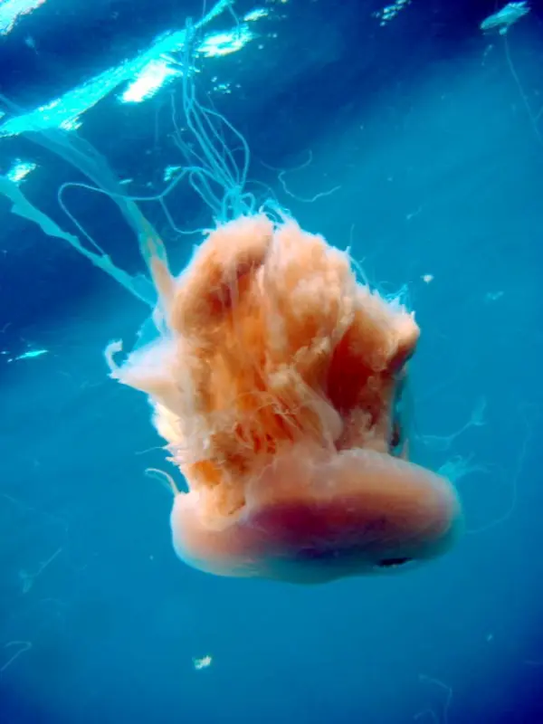 Drymonema larsoni