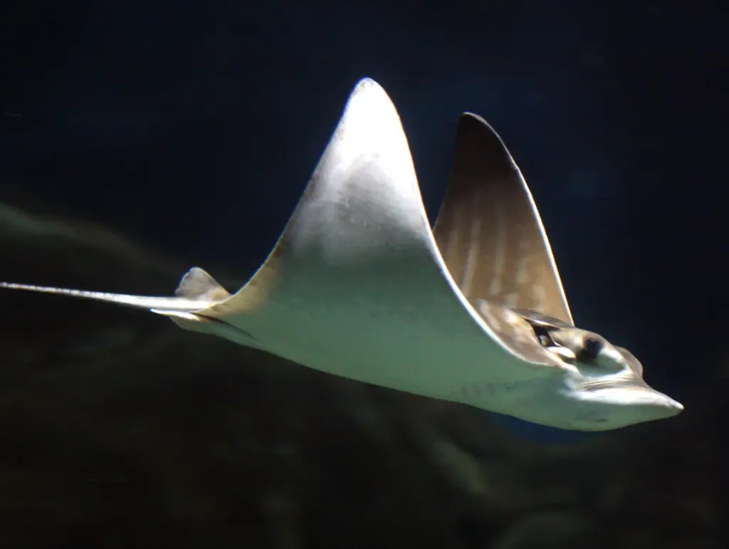 Duckbill Eagle Ray