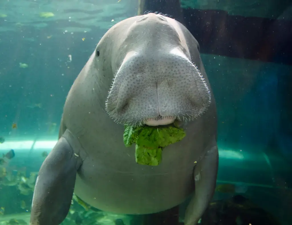 Dugongs