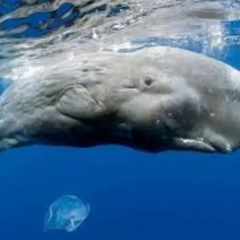 Exploring the Elusive Dwarf Sperm Whale (Kogia sima)