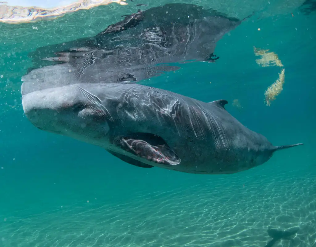 Dwarf Sperm Whale
