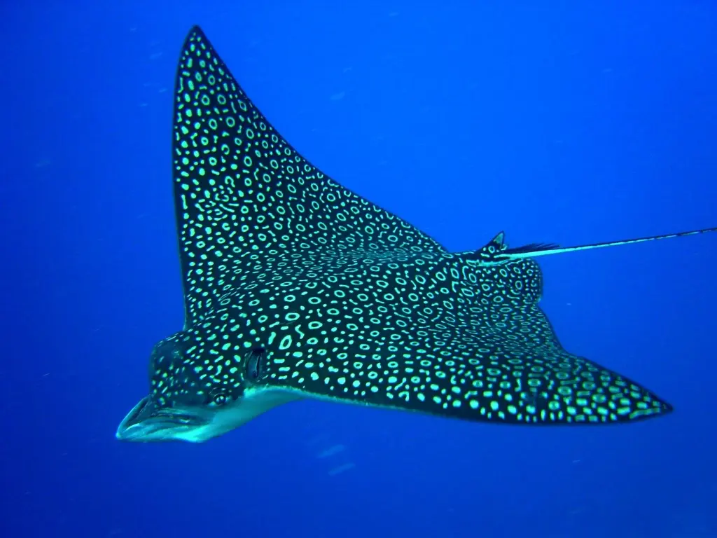 Eagle Rays