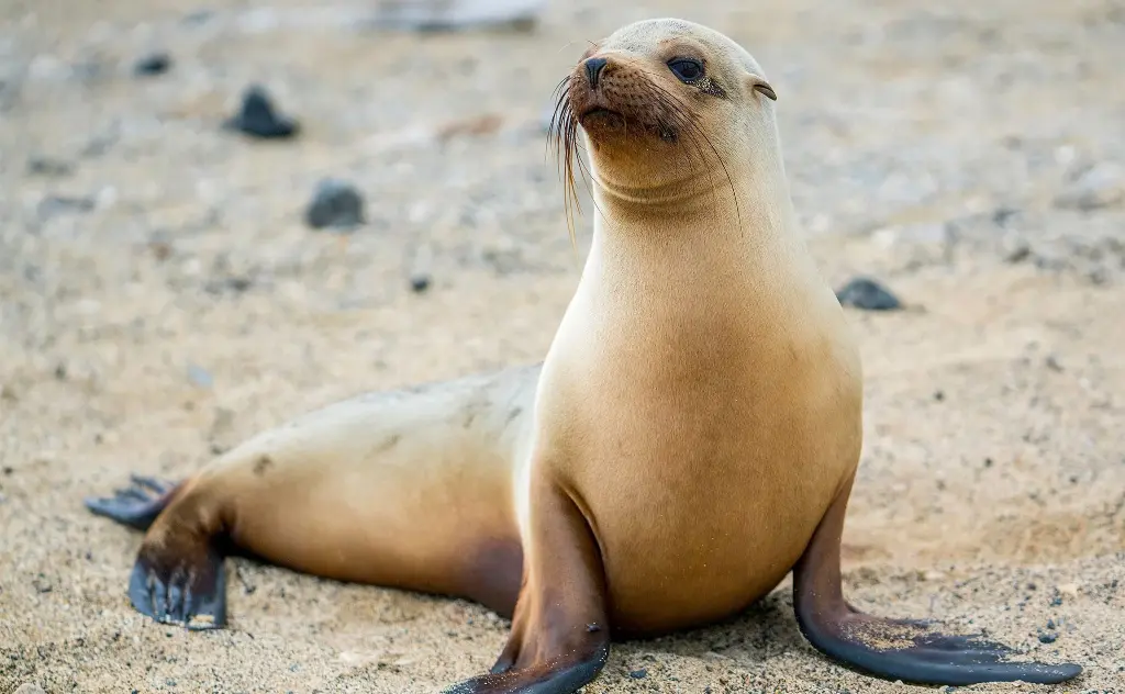 Eared Seals