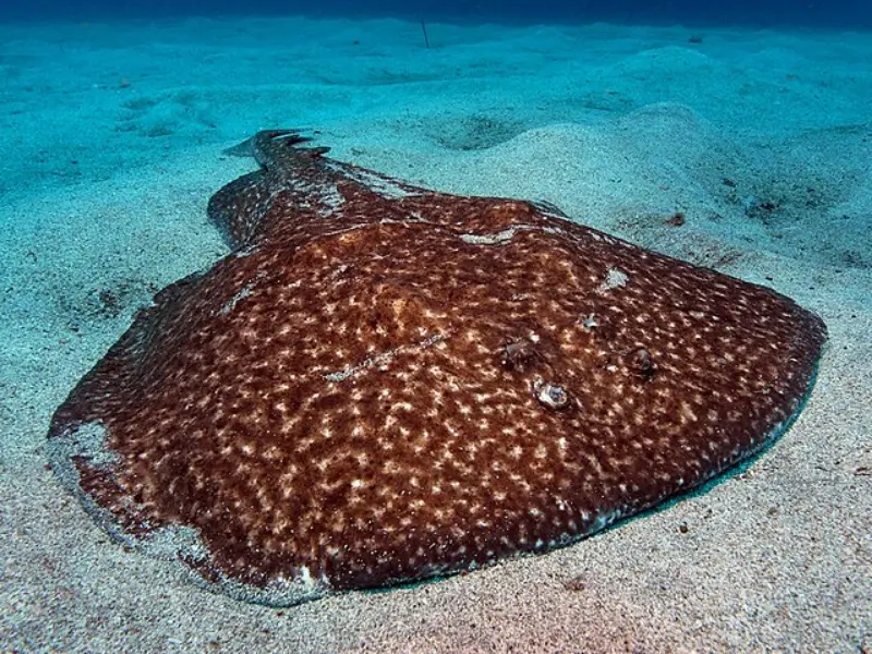 Electric Rays