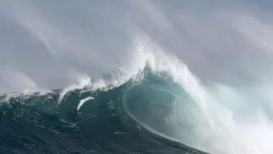 Extreme Longevity Centuries Beneath the Waves