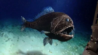 Fangtooth Fish
