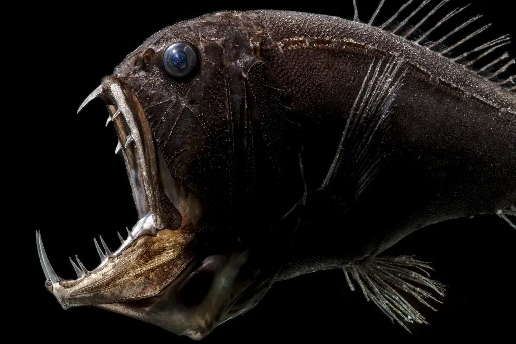 Fangtooth Fish