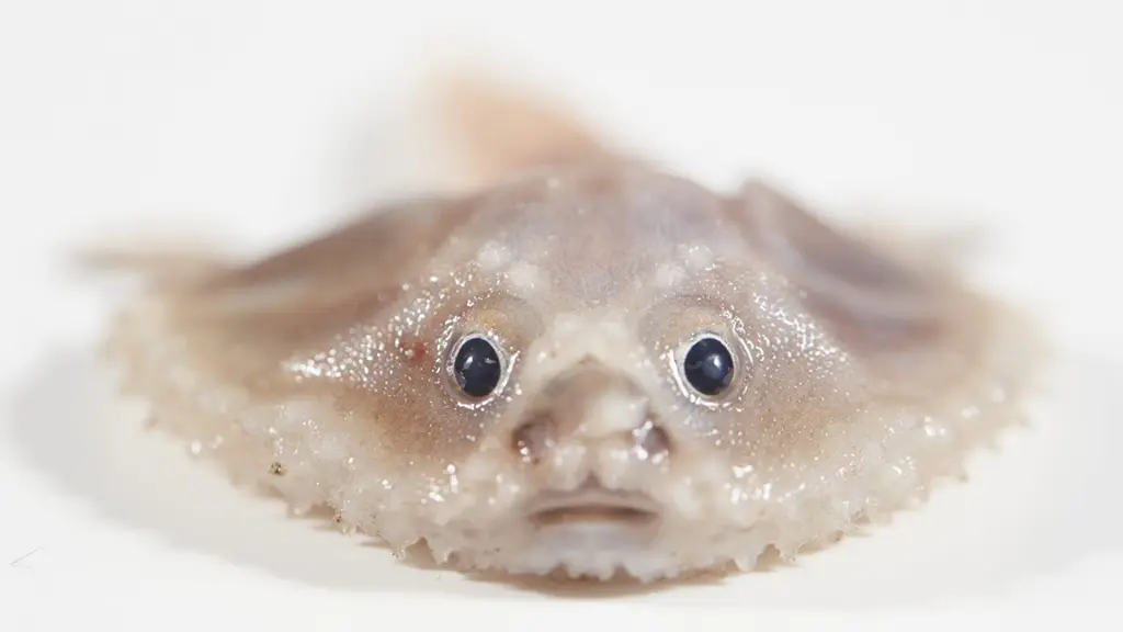 Sea Animals