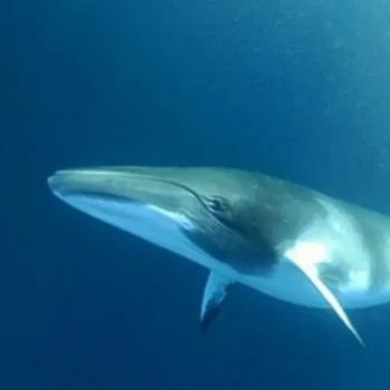 The Magnificent Fin Whale: A Gentle Giant of the Ocean