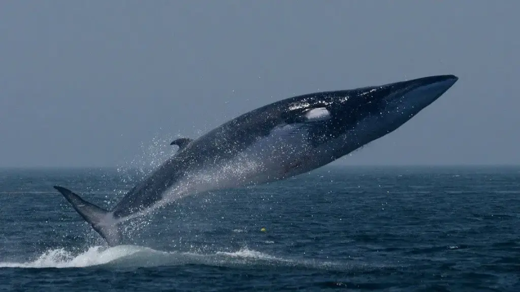 Fin Whale