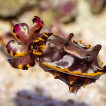 Flamboyant Cuttlefish Guide: Unveiling Metasepia pfefferi’s Amazing Colors & Behaviors