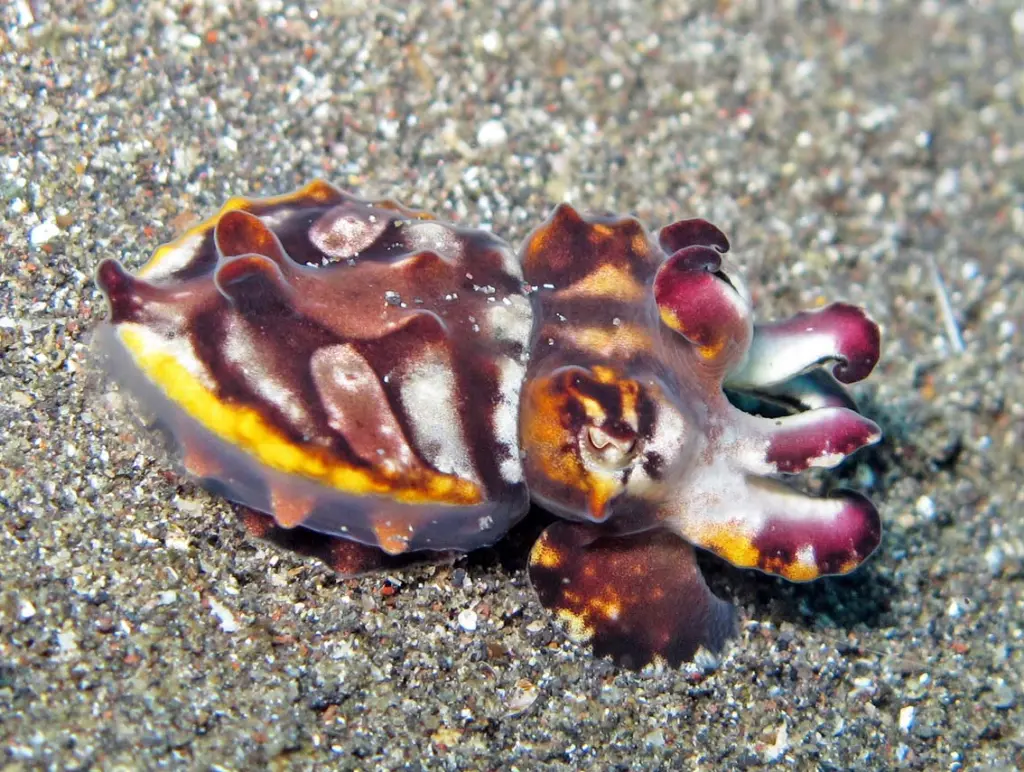 Flamboyant Cuttlefish