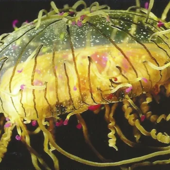 The Fascinating Flower Hat Jellyfish: A Comprehensive Guide