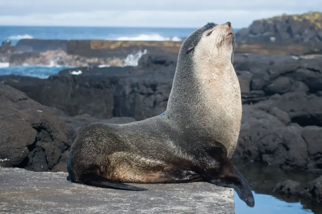 Fur Seals