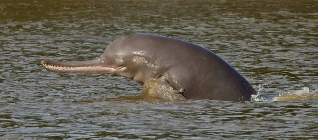 Ganges River Dolphin
