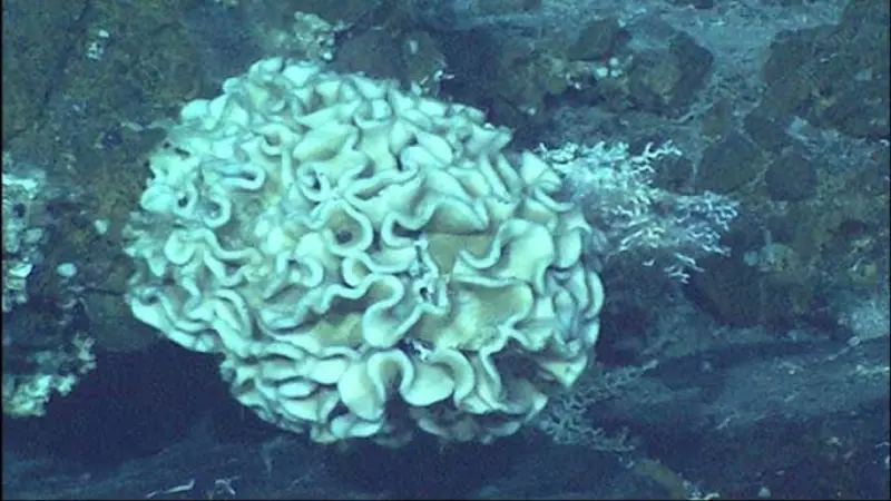 Giant Single-Celled Organisms (Xenophyophores)