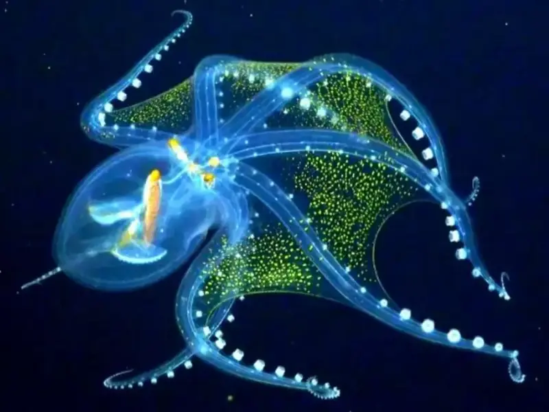 Glass Octopus