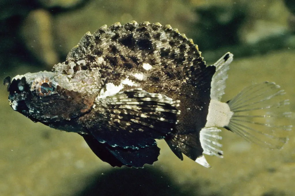 Goblinfish