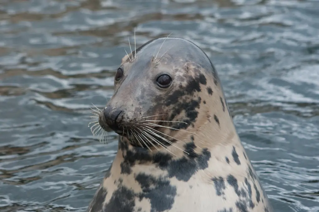 Gray Seals