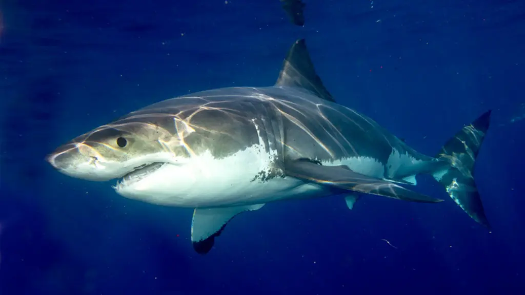 Great White Shark