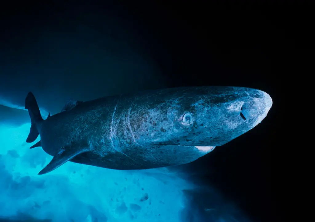 Greenland Shark