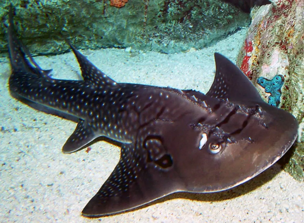 Guitarfish