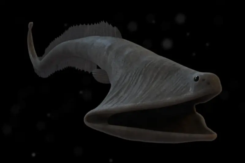 Gulper Eel