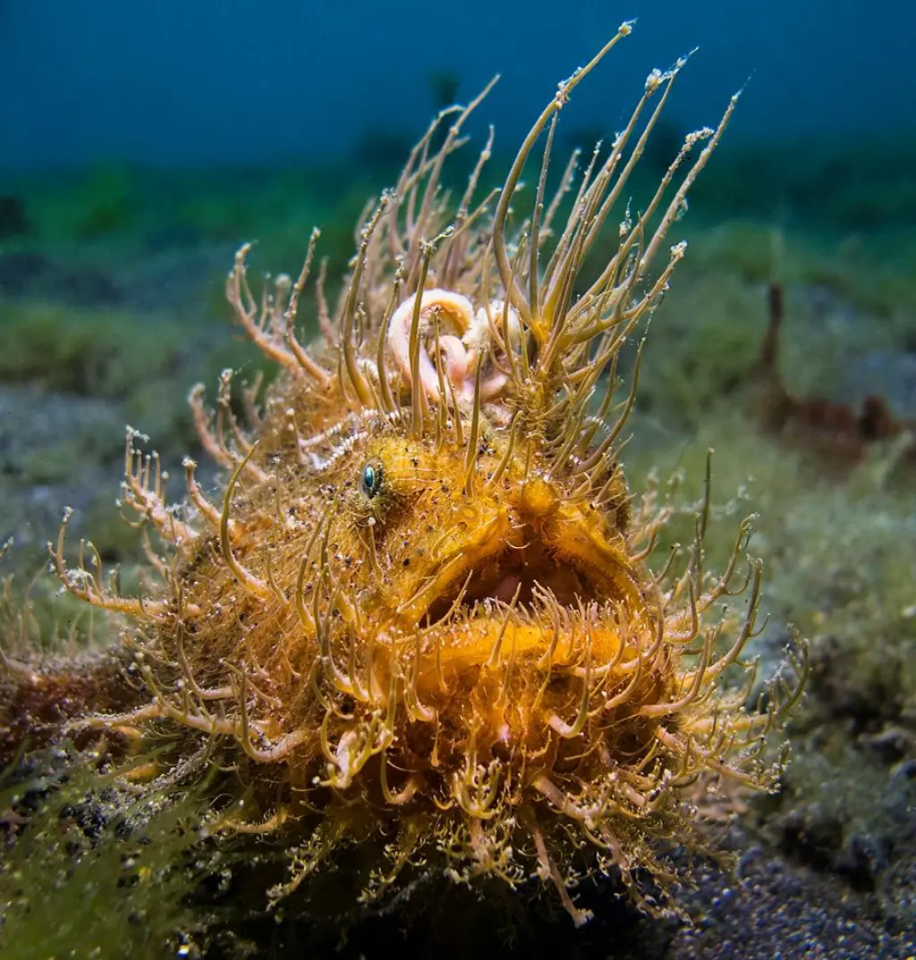 Hairy Frogfish