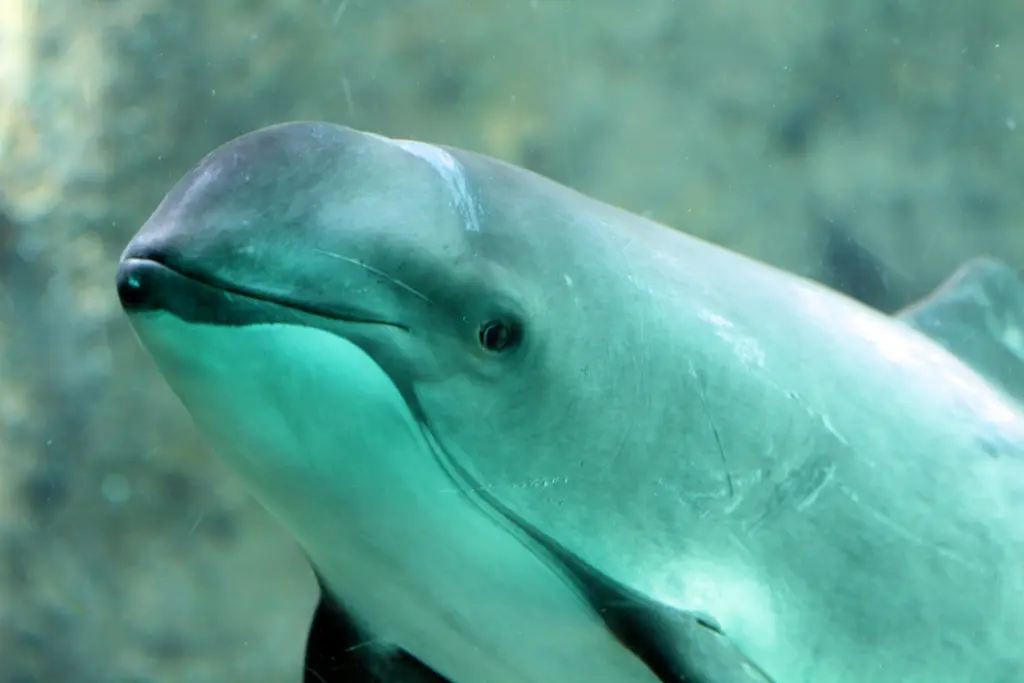 Harbor Porpoise
