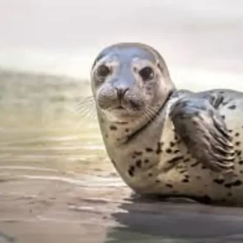 Harbor Seals Explained: Your Friendly Guide to Their Coastal Lives