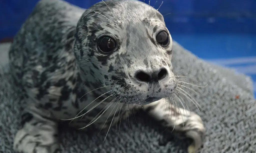 Harbor Seals