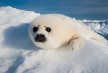 Harp Seal pup