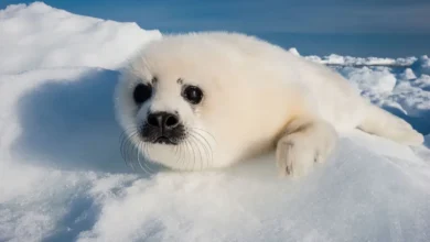 Harp Seal pup