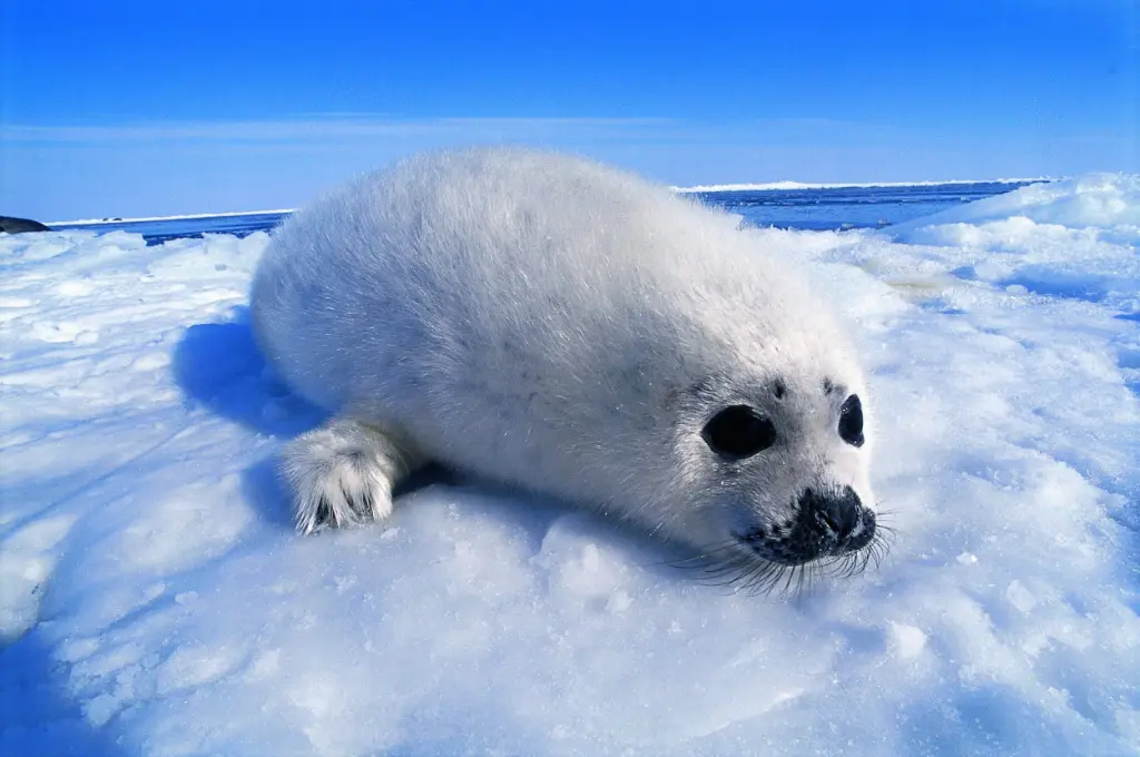 Harp Seal pup - Pagophilus