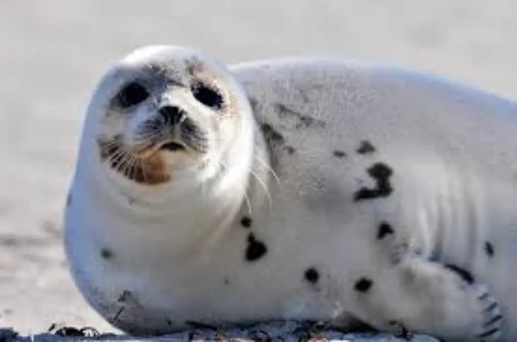 Harp Seals