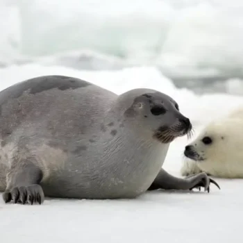 Harp Seals Explained: Your Easy Guide to These Arctic Wonders