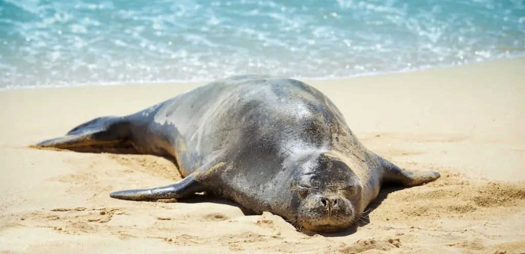 Hawaiian Monk Seal