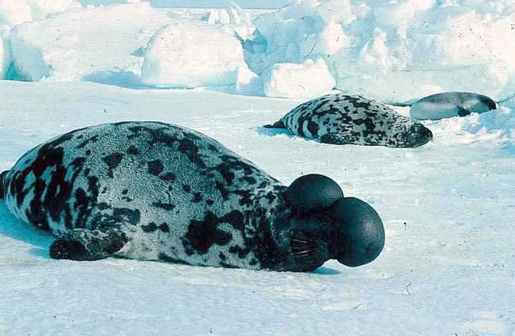Hooded Seals