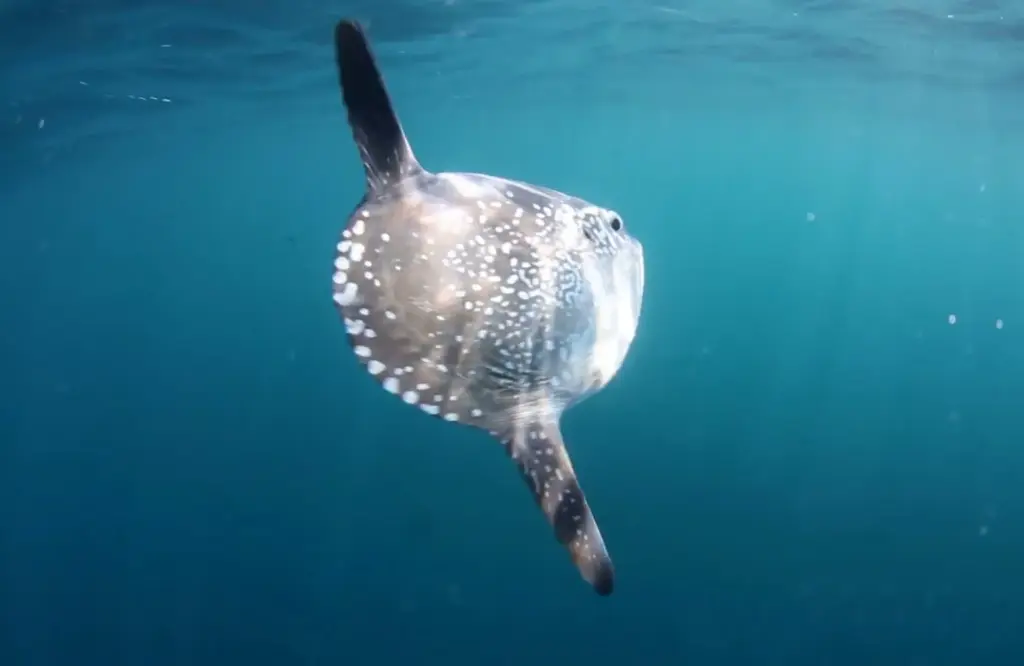 Hoodwinker Sunfish
