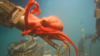 How Might Human Activities Threaten the Longevity of Abyssal Species